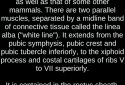 Muscular System 3D (anatomy) screenshot 8