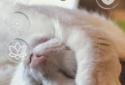 Easy Sleep screenshot 3