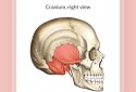 Easy Anatomy  screenshot 5