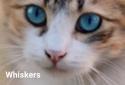 MeowTalk screenshot 3