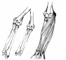 Real Anatomy Stamps screenshot 1