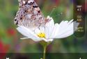 Ручная камера: DSLR Camera Pro screenshot 1