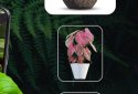 Plant ID: Plant Identification screenshot 2