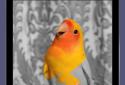 Color Splash for iPad screenshot 3