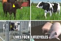 American Farming screenshot 3
