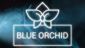Blue Orchid: Interactive Story screenshot 1