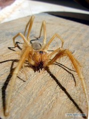 Spider_kz