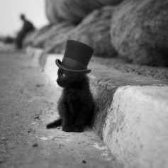 thecat
