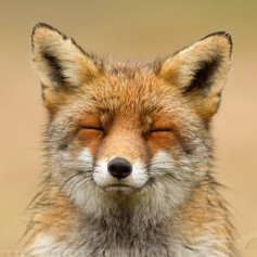FoxHound