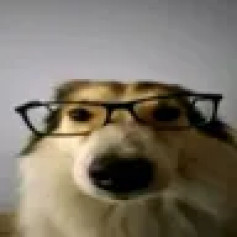 Pocox