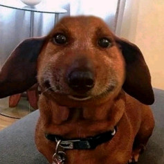 Vlumpusz