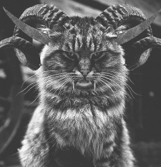 Cosmocat