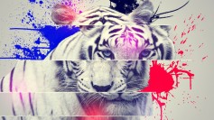 Gray Tiger