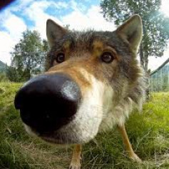 Greatwolf