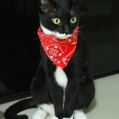Кот Феликс