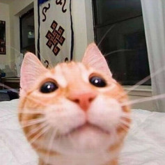 MEAR0
