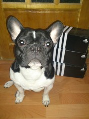igor_sher_1