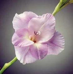 Patamu4ta_gladiolus