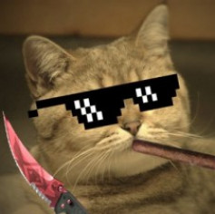 Котэк тут