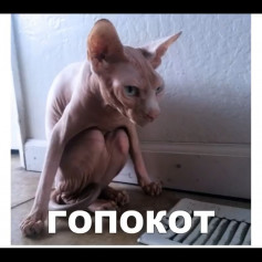 Гопокот