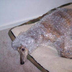 что