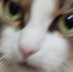 Котик78