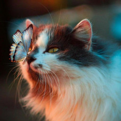 MRKitties14