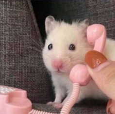 Rat_Lord
