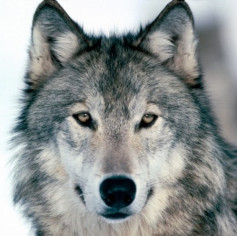 BigWolf
