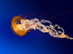 cephalopoid