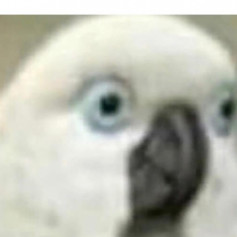Naroi