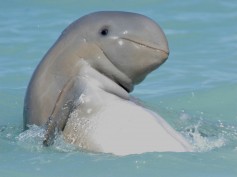 Levoradikal
