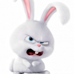 SoftRabbit