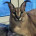 FOXFOX777