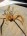 Spider_kz
