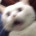 Cat.PNG