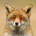 FoxHound