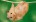hamster978