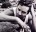 Crowe