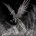ShadowPhoenix