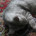 SirMeow