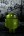 Drago_mix