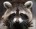 Mr_GoGuS