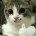 Copland_Tech