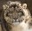 slistus