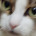 Котик78
