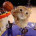 Sosiska_kuller 228 14.88