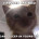 meowmeowmeow