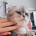 Userc_ruiser