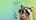 Super Raccoon